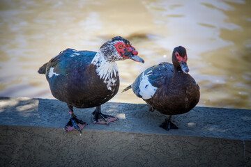 ducks on the lake