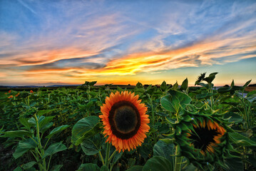 As the sun sets, a single sunflower stands in splendid isolation amidst a sprawling field. The sky...