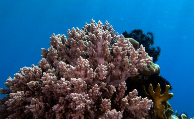 Lemnalia soft coral in a shallow reef Boracay Island Philippines