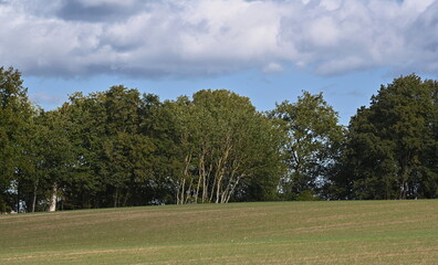 Feld und Bäume bei Görke, Insel Usedom - 665629710