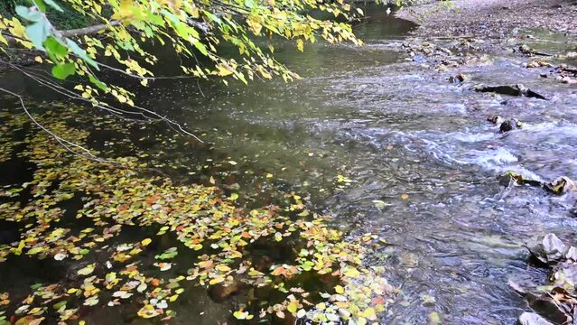 Stream bed and trees in autumn. Igneada district is a popular nature excursion route stream.