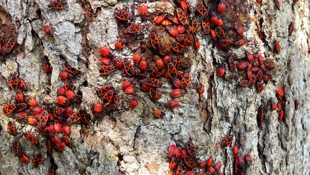 Fire Beetle Insect Colony. High quality FullHD footage