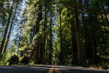 Road in the redwood forest