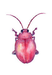 Bug. Watercolor illustration of a beetle. Bright orange beetle.