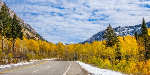 Foto op Canvas Aspens in a Liitle Cottonwood Canyon, Salt Lake Cty area © oldmn