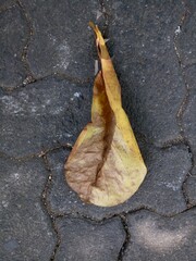 Dry yellow brown leaf from a Ketapang tree fell on the paving road during the day