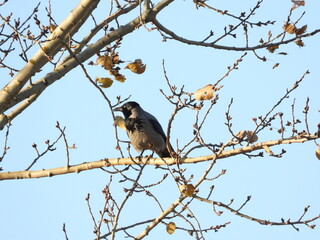 blackbird on a branch