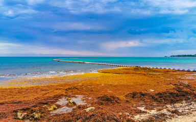 Beautiful Caribbean beach totally filthy dirty nasty seaweed problem Mexico.