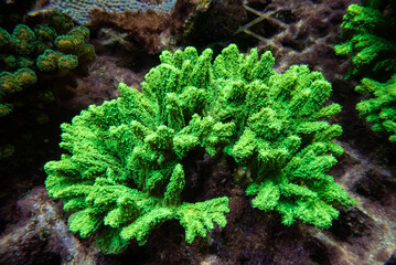 coral of macrophotography