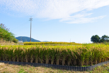 Fototapeta premium Ripe fields on a farm, autumn, harvest, rice fields
