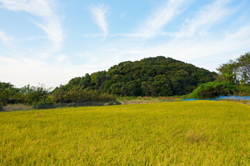 Ripe fields on a farm, autumn, harvest, rice fields