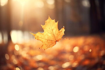 Colorful leaves in Autumn season with blurred background.