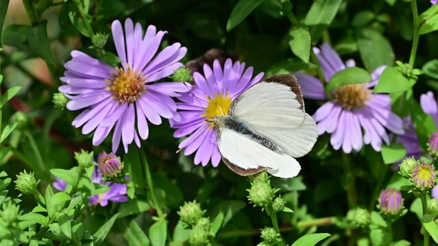 White butterfly on purple flower.
