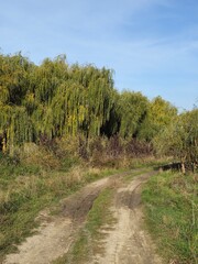 Obraz premium A dirt road surrounded by trees