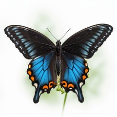 Naklejka premium Butterfly isolated on white. Black monarch. 