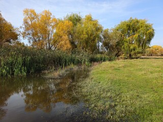 A pond with trees around it