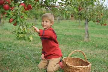 Young Child in the Apple Orchard before Harvesting. Small Toddler Boy Eating a Big Red Apple in the Fruit Garden at Fall Harvest. Basket of Apples on a Foreground. Autumn Cloudy Day, Soft Shadow.