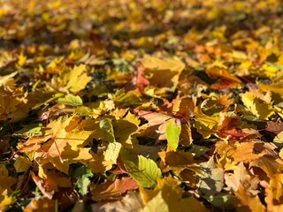 Autumn orange and yellow maple leaves on the ground, natural autumn leaves background