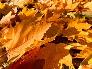 Autumn orange and yellow maple leaves on the ground, natural autumn leaves background