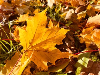 Autumn orange and yellow maple leaves on the ground, natural autumn leaves background