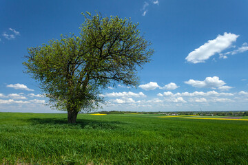 Fototapeta na wymiar A large tree growing in a green field, view on a spring sunny day