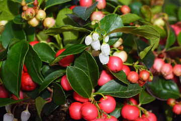 Red berries, white flowers of eastern teaberry, checkerberry, boxberry, American wintergreen (Gaultheria procumbens), heather family (Ericaceae). Netherlands, October, Autumn - obrazy, fototapety, plakaty
