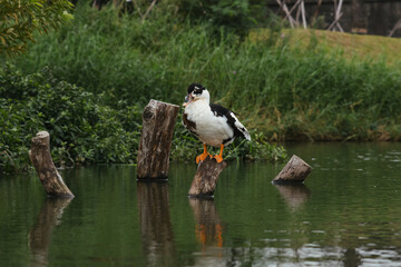 black headed duck