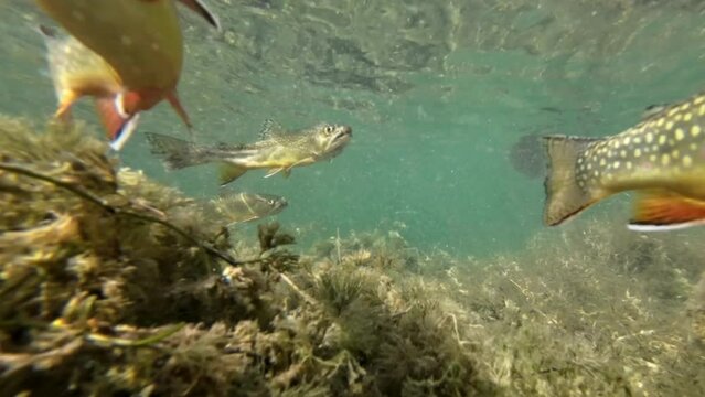 Bachforellen tummeln sich in kaltem Bergsee, Unterwasseraufnahme, Salmo trutta fario