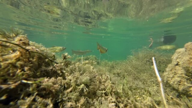 Stockente und Bachforellen im Bergsee, Unterwasseraufnahme, Anas platyrhynchos, Salmo trutta fario