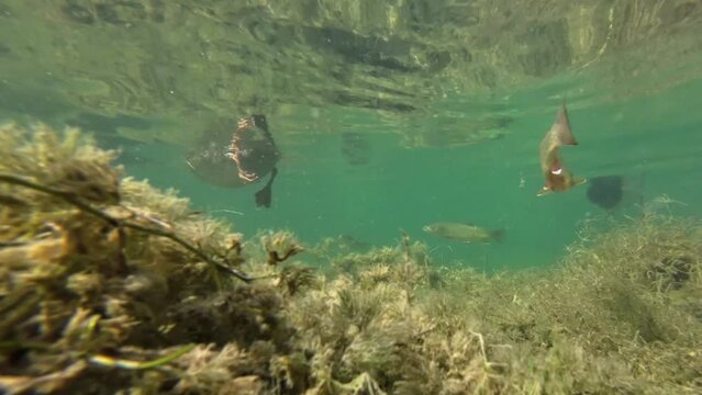 Stockente und Bachforellen im Bergsee, Unterwasseraufnahme, Anas platyrhynchos, Salmo trutta fario
