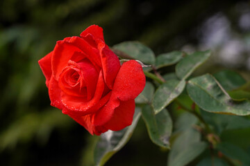 red rose with water drops in the garden