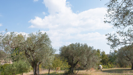 Fototapeta na wymiar Olive tree for extra virgin oil