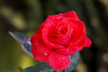 red rose with water drops in the garden