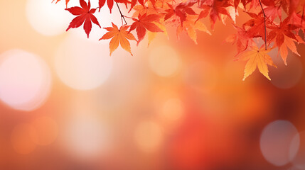 Naklejka na ściany i meble Maple tree with bokeh background and sunrise, Autumn season, Thanksgiving day