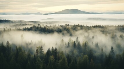 Fototapeta premium Nordic forest, forest landscape, foggy, evening time, foggy landscape in the jungle Fog and cloudy mountain tropic valley landscape aerial view, wide, misty panorama