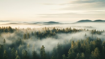 Fototapeta premium Nordic forest, forest landscape, foggy, evening time, foggy landscape in the jungle Fog and cloudy mountain tropic valley landscape aerial view, wide, misty panorama