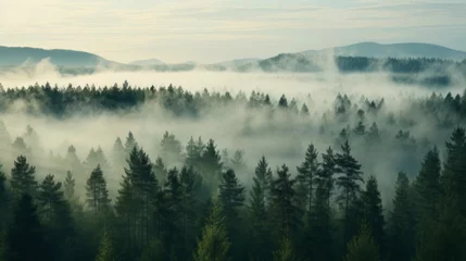 Brushed aluminium prints Forest in fog Nordic forest, forest landscape, foggy, evening time, foggy landscape in the jungle Fog and cloudy mountain tropic valley landscape aerial view, wide, misty panorama