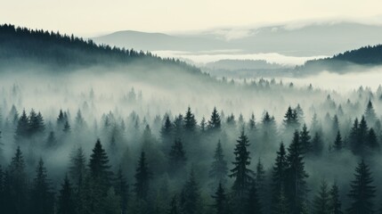 Nordic forest, forest landscape, foggy, evening time, foggy landscape in the jungle Fog and cloudy mountain tropic valley landscape aerial view, wide, misty panorama - obrazy, fototapety, plakaty