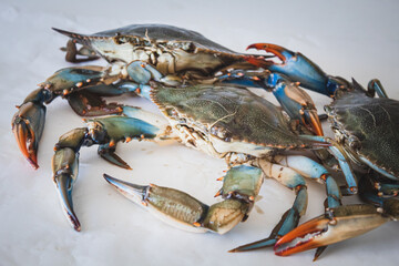 Callinectes sapidus, blue crab, invasive species of crab native to the waters of the western Atlantic Ocean and the Gulf of Mexico in a fish market, close up - obrazy, fototapety, plakaty