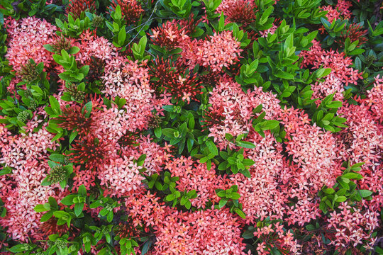 red flower and other name Ixora flower Spike flowers in garden