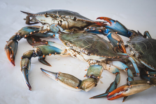 Callinectes sapidus, blue crab, invasive species of crab native to the waters of the western Atlantic Ocean and the Gulf of Mexico in a fish market, close up