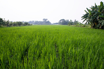 agriculture Landscape view of the grain rice field in the countryside of Bangladesh