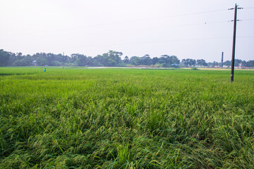 agriculture Landscape view of the grain  rice field in the countryside of Bangladesh
