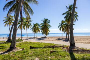 Fototapeta premium a stunning summer landscape at Crandon Park with blue ocean water, lush green palm trees and grass, benches and umbrellas, blue sky and clouds in Key Biscayne Florida USA
