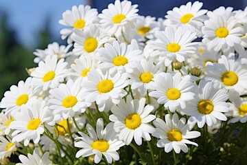 White daisy flowers.