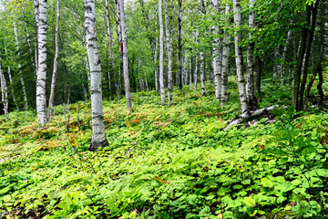 Summer Birch Forest, Isle Royale National Park, Michigan.
