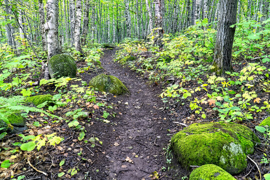 Greenstone Trail through Moss Covered Rocks in A Birch Forest, Isle Royale National Park, Michigan.