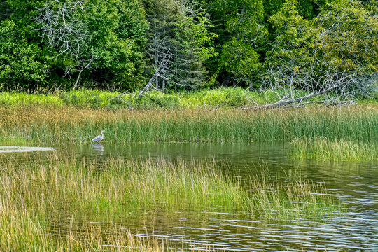 Great Blue Heron in Wetlands, Lake Richie, , Isle Royale National Park, Michigan