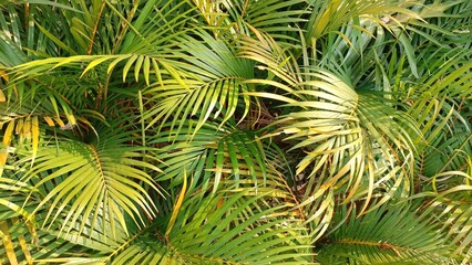 Portrait of Palm Plant Leaves Planted in the Park