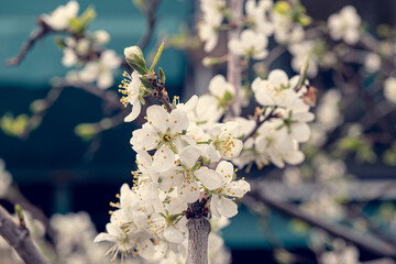 An apple tree branch in early spring, with small delicate leaves and white flowers. Small, delicate leaves and white flowers on an apple tree branch.
